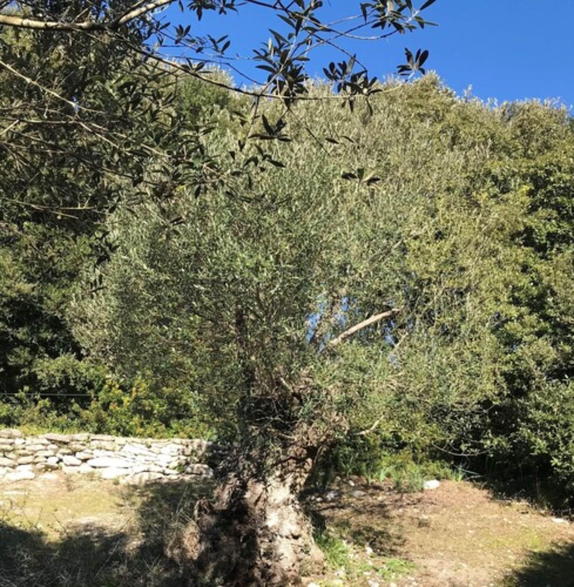 Residence Hoteliere A Trama Bonifacio  Dış mekan fotoğraf